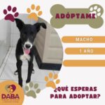 Invita DABA a adoptar perritos y gatitos en Ciudad Juárez 6 6a7b4f254f2f7 6a7b4f254f2f9