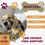 Invita DABA a adoptar perritos y gatitos en Ciudad Juárez 7 6a7b4f254f4a7 6a7b4f254f4a8