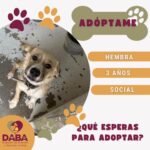 Invita DABA a adoptar perritos y gatitos en Ciudad Juárez 2 6a7b4f2551d36 6a7b4f2551d37
