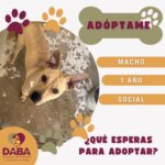 Invita DABA a adoptar perritos y gatitos en Ciudad Juárez 4 6a7b4f2551feb 6a7b4f2551fec