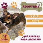 Invita DABA a adoptar perritos y gatitos en Ciudad Juárez 3 6a7b4f255227f 6a7b4f2552280