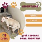 Invita DABA a adoptar perritos y gatitos en Ciudad Juárez 1 6a7b4f255ab64 6a7b4f255ab66